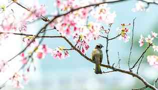 无可奈何花落去似曾相识燕归来意思