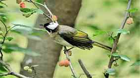 白头翁鸟几级保护 白头翁鸟几级保护