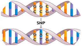 snp是什么意思