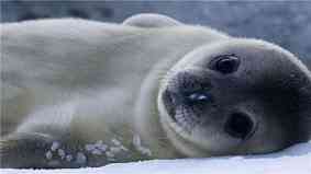 海豹是什么意思 海豹是什么意思