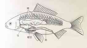 鱼鳔的作用