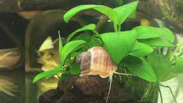 紫纹螺吃水草吗